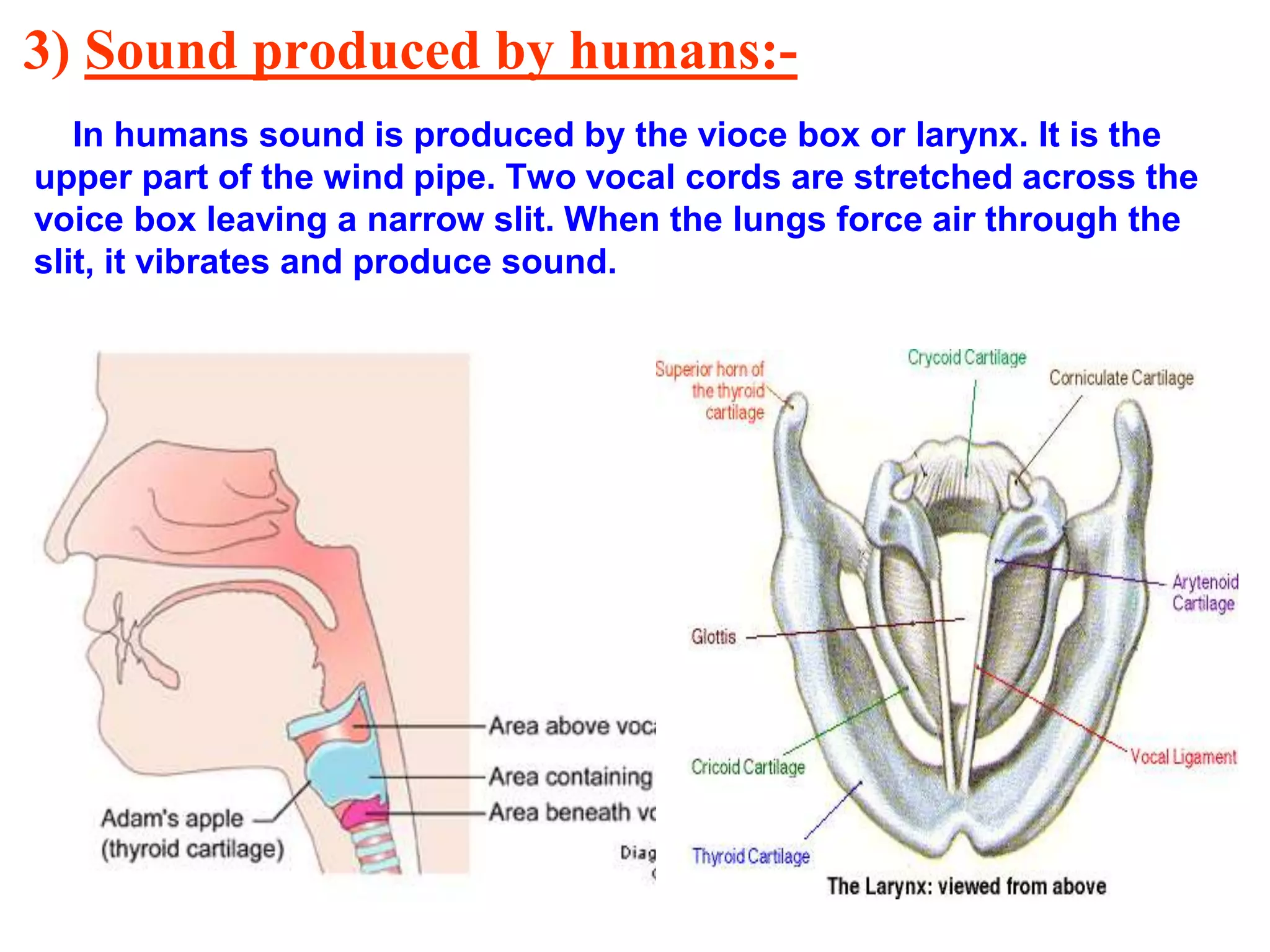 3) Sound produced by humans:-
In humans sound is produced by the vioce box or larynx. It is the
upper part of the wind pipe. Two vocal cords are stretched across the
voice box leaving a narrow slit. When the lungs force air through the
slit, it vibrates and produce sound.
 