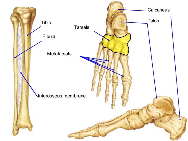 applied anatomy of ankle and foot