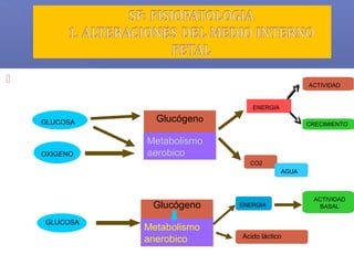  En condiciones normales:
GLUCOSA
OXIGENO
Glucógeno
Metabolismo
aerobico
ENERGIA
CO2
AGUA
ACTIVIDAD
CRECIMIENTO
ME
O2
GLUCOSA
Metabolismo
anerobico
Glucógeno ENERGIA
Acido láctico
ACTIVIDAD
BASAL
• Durante la hipoxia:
M
A
N
Produce
Elimina
Produce
Elimina
1/20
 