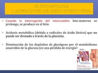  Cuando la interrupción del intercambio feto-materno se
prolonga, se produce en el feto:
 Acidosis metabólica (debida a radicales de ácido láctico) que nono
puede ser drenado a través de la placenta.puede ser drenado a través de la placenta.
 Disminución de los depósitos de glucógeno por el metabolismo
anaerobio de la glucosa (es una pérdida de energía)
 