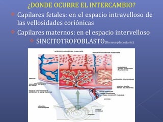 ¿DONDE OCURRE EL INTERCAMBIO?
 Capilares fetales: en el espacio intravelloso de
las vellosidades coriónicas
 Capilares maternos: en el espacio intervelloso
 SINCITOTROFOBLASTO(Barrera placentaria)
 