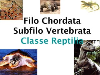 Filo Chordata
Subfilo Vertebrata
Classe Reptilia
 