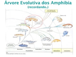 Árvore Evolutiva dos Amphibia
(recordando..)
 