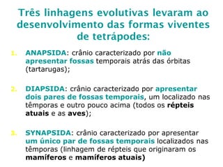 Três linhagens evolutivas levaram ao
desenvolvimento das formas viventes
de tetrápodes:
1. ANAPSIDA: crânio caracterizado por não
apresentar fossas temporais atrás das órbitas
(tartarugas);
2. DIAPSIDA: crânio caracterizado por apresentar
dois pares de fossas temporais, um localizado nas
têmporas e outro pouco acima (todos os répteis
atuais e as aves);
3. SYNAPSIDA: crânio caracterizado por apresentar
um único par de fossas temporais localizados nas
têmporas (linhagem de répteis que originaram os
mamíferos e mamíferos atuais)
 