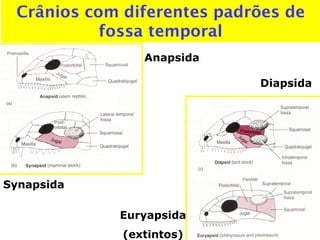 Crânios com diferentes padrões de
fossa temporal
Anapsida
Euryapsida
(extintos)
Synapsida
Diapsida
 
