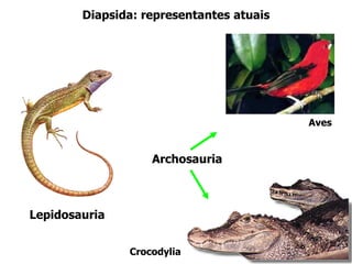 Diapsida: representantes atuais
Lepidosauria
Aves
Crocodylia
Archosauria
 