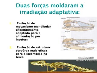 Duas forças moldaram a
irradiação adaptativa:
1. Evolução de
mecanismo mandibular
eficientemente
adaptado para a
alimentação por
insetos;
2. Evolução de estrutura
corpórea mais eficaz
para a locomoção na
terra. Hickman et al. (2004)
 