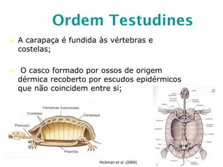Ordem Testudines
 A carapaça é fundida às vértebras e
costelas;
 O casco formado por ossos de origem
dérmica recoberto por escudos epidérmicos
que não coincidem entre si;
Hickman et al. (2004)
 