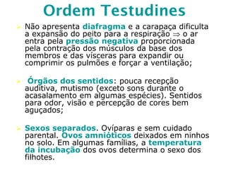 Ordem Testudines
 Não apresenta diafragma e a carapaça dificulta
a expansão do peito para a respiração  o ar
entra pela pressão negativa proporcionada
pela contração dos músculos da base dos
membros e das vísceras para expandir ou
comprimir os pulmões e forçar a ventilação;
 Órgãos dos sentidos: pouca recepção
auditiva, mutismo (exceto sons durante o
acasalamento em algumas espécies). Sentidos
para odor, visão e percepção de cores bem
aguçados;
 Sexos separados. Ovíparas e sem cuidado
parental. Ovos amnióticos deixados em ninhos
no solo. Em algumas famílias, a temperatura
da incubação dos ovos determina o sexo dos
filhotes.
 
