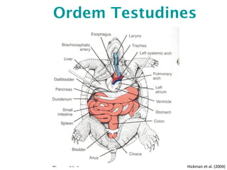 Ordem Testudines
Hickman et al. (2004)
 