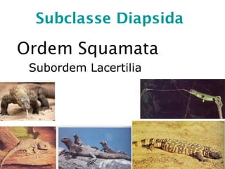 Subclasse Diapsida
Ordem Squamata
Subordem Lacertilia
 