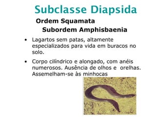 Subclasse Diapsida
Ordem Squamata
Subordem Amphisbaenia
• Lagartos sem patas, altamente
especializados para vida em buracos no
solo.
• Corpo cilíndrico e alongado, com anéis
numerosos. Ausência de olhos e orelhas.
Assemelham-se às minhocas
 