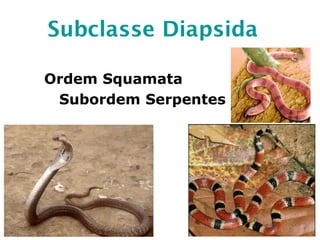 Subclasse Diapsida
Ordem Squamata
Subordem Serpentes
 