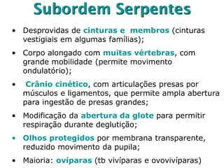 Subordem Serpentes
• Desprovidas de cinturas e membros (cinturas
vestigiais em algumas famílias);
• Corpo alongado com muitas vértebras, com
grande mobilidade (permite movimento
ondulatório);
• Crânio cinético, com articulações presas por
músculos e ligamentos, que permite ampla abertura
para ingestão de presas grandes;
• Modificação da abertura da glote para permitir
respiração durante deglutição;
• Olhos protegidos por membrana transparente,
reduzido movimento da pupila;
• Maioria: ovíparas (tb vivíparas e ovovivíparas)
 