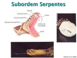 Subordem Serpentes
Hickman et al. (2004)
 