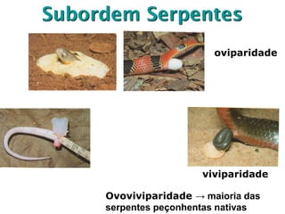 Subordem Serpentes
oviparidade
viviparidade
Hemipênis
esquerdo
túrgido Ovoviviparidade → maioria das
serpentes peçonhentas nativas
 