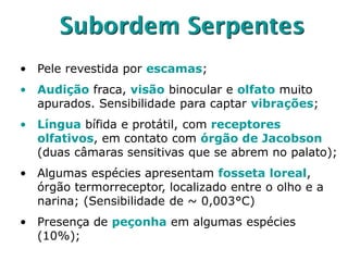 Subordem Serpentes
• Pele revestida por escamas;
• Audição fraca, visão binocular e olfato muito
apurados. Sensibilidade para captar vibrações;
• Língua bífida e protátil, com receptores
olfativos, em contato com órgão de Jacobson
(duas câmaras sensitivas que se abrem no palato);
• Algumas espécies apresentam fosseta loreal,
órgão termorreceptor, localizado entre o olho e a
narina; (Sensibilidade de ~ 0,003°C)
• Presença de peçonha em algumas espécies
(10%);
 