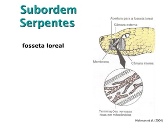 Subordem
Serpentes
fosseta loreal
Hickman et al. (2004)
 