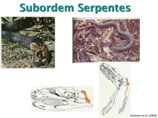 Subordem Serpentes
Hickman et al. (2004)
 