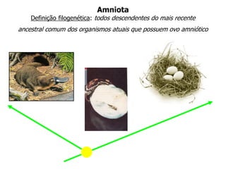 Amniota
Definição filogenética: todos descendentes do mais recente
ancestral comum dos organismos atuais que possuem ovo amniótico
 