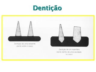 Dentição
 