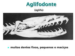 Aglifodonte
 muitos dentes fixos, pequenos e maciços
(áglifa)
 
