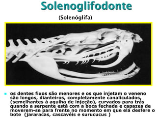 Solenoglifodonte
 os dentes fixos são menores e os que injetam o veneno
são longos, dianteiros, completamente canaliculados,
(semelhantes à agulha de injeção), curvados para trás
quando a serpente está com a boca fechada e capazes de
moverem-se para frente no momento em que ela desfere o
bote (jararacas, cascavéis e surucucus )
(Solenóglifa)
 
