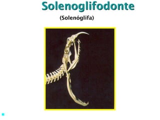 Solenoglifodonte
 momento do bote
(Solenóglifa)
 