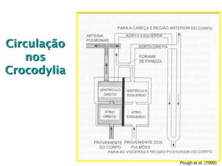 Circulação
nos
Crocodylia
Pough et al. (1999)
 