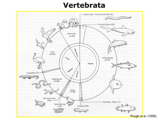 Vertebrata
Pough et al. (1999)
 