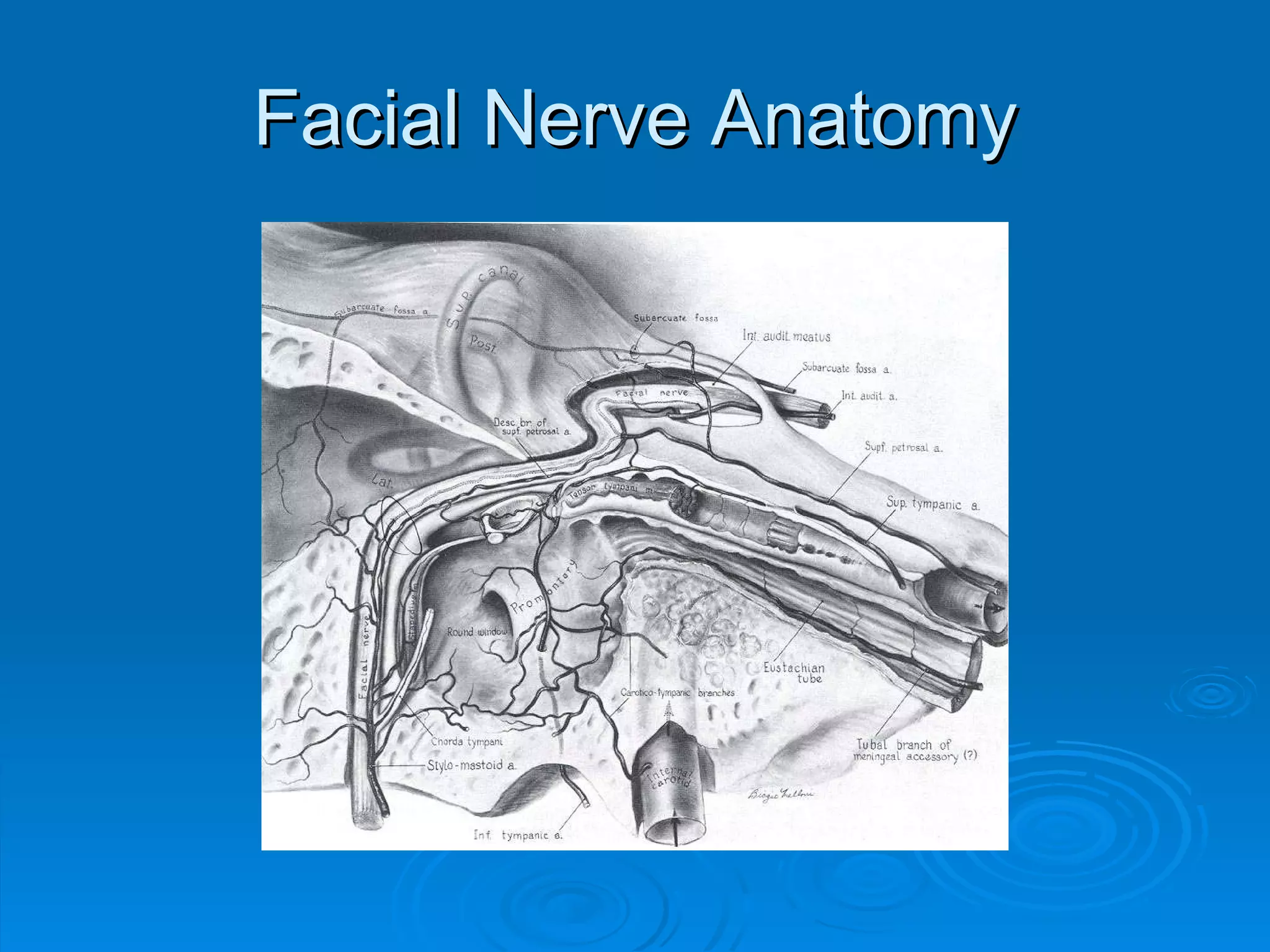 Facial Nerve Anatomy 