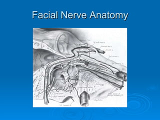 Facial Nerve Anatomy 