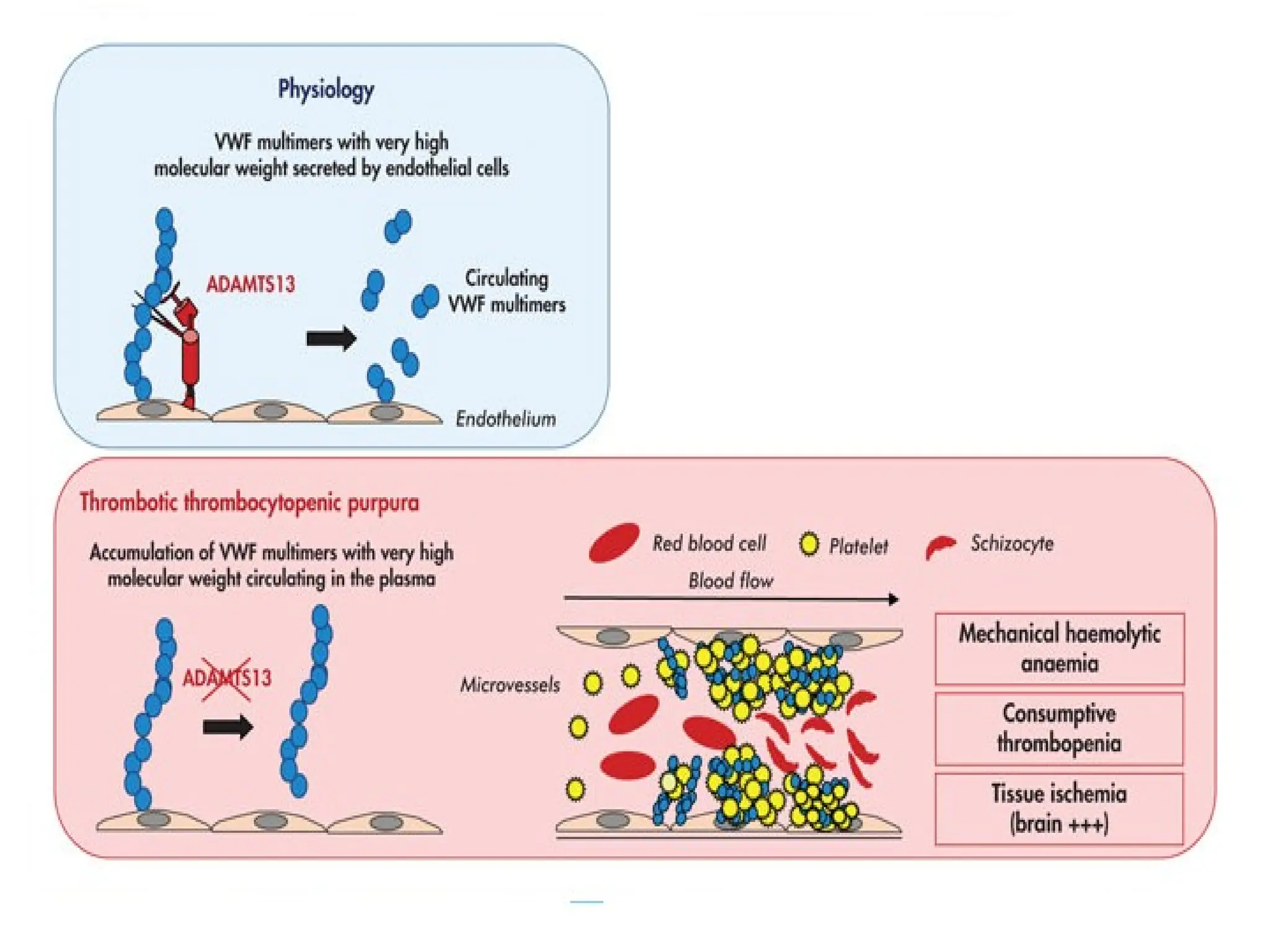 13,,,,Thrombotic thrombocytopenic Purpura (TTP) and Hemolytic-uremic.pptx