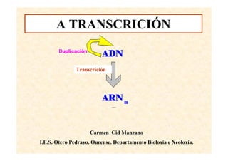 A TRANSCRICIÓN


               Transcrición




                    Carmen Cid Manzano
I.E.S. Otero Pedrayo. Ourense. Departamento Bioloxía e Xeoloxía.
 