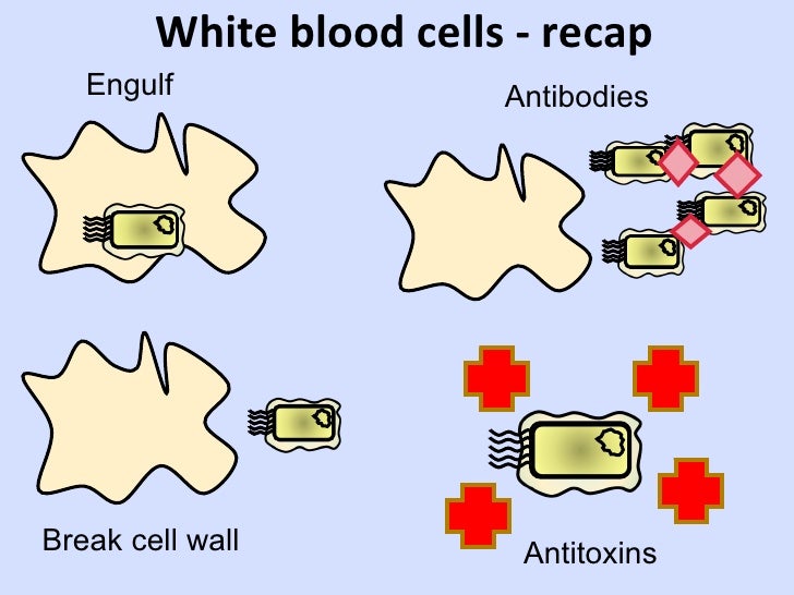 Y8 Humans 13 two types of immunity
