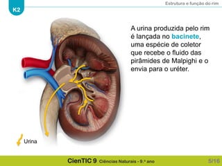 Estrutura e função do rim
K2
CienTIC 9 Ciências Naturais - 9.o ano
A urina produzida pelo rim
é lançada no bacinete,
uma espécie de coletor
que recebe o fluido das
pirâmides de Malpighi e o
envia para o uréter.
5/16
Urina
 