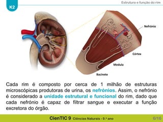 Estrutura e função do rim
K2
CienTIC 9 Ciências Naturais - 9.o ano
Cada rim é composto por cerca de 1 milhão de estruturas
microscópicas produtoras de urina, os nefrónios. Assim, o nefrónio
é considerado a unidade estrutural e funcional do rim, dado que
cada nefrónio é capaz de filtrar sangue e executar a função
excretora do órgão.
6/16
Nefrónio
Córtex
Medula
Bacinete
 