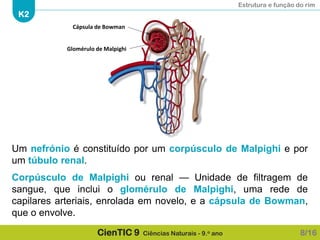 Estrutura e função do rim
K2
CienTIC 9 Ciências Naturais - 9.o ano
Um nefrónio é constituído por um corpúsculo de Malpighi e por
um túbulo renal.
Corpúsculo de Malpighi ou renal — Unidade de filtragem de
sangue, que inclui o glomérulo de Malpighi, uma rede de
capilares arteriais, enrolada em novelo, e a cápsula de Bowman,
que o envolve.
8/16
Glomérulo de Malpighi
Cápsula de Bowman
 