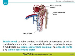 Estrutura e função do rim
K2
CienTIC 9 Ciências Naturais - 9.o ano
Túbulo renal ou tubo urinífero — Unidade de formação de urina,
constituída por um tubo com cerca de 3 cm de comprimento, e que
é subdividido no túbulo contornado proximal, na ansa de Henle
e no túbulo contornado distal.
9/16
Túbulo contornado
proximal
Ansa de Henle
Túbulo contornado
distal
 
