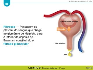Estrutura e função do rim
K2
CienTIC 9 Ciências Naturais - 9.o ano 12/16
Filtração
Corpúsculo de Malpighi
Urina
Filtração — Passagem de
plasma, do sangue que chega
ao glomérulo de Malpighi, para
o interior da cápsula de
Bowman, constituindo o
filtrado glomerular. Tubo urinífero
 