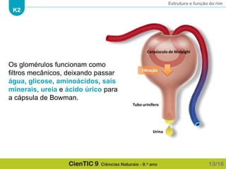 Estrutura e função do rim
K2
CienTIC 9 Ciências Naturais - 9.o ano 13/16
Filtração
Corpúsculo de Malpighi
Urina
Tubo urinífero
Os glomérulos funcionam como
filtros mecânicos, deixando passar
água, glicose, aminoácidos, sais
minerais, ureia e ácido úrico para
a cápsula de Bowman.
 