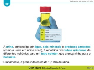Estrutura e função do rim
K2
CienTIC 9 Ciências Naturais - 9.o ano
A urina, constituída por água, sais minerais e produtos azotados
(como a ureia e o ácido úrico), é recolhida dos tubos uriníferos de
diferentes nefrónios para um tubo coletor, que a encaminha para o
bacinete.
Diariamente, é produzido cerca de 1,5 litro de urina.
16/16
 