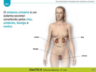 Constituição e funções do sistema urinário
K1
CienTIC 9 Ciências Naturais - 9.o ano
Bexiga
Uretra
RimUréter
3/6
O sistema urinário é um
sistema excretor
constituído pelos rins,
ureteres, bexiga e
uretra.
 