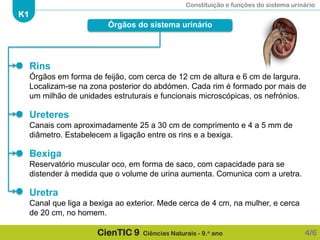 Constituição e funções do sistema urinário
K1
CienTIC 9 Ciências Naturais - 9.o ano
Rins
Órgãos em forma de feijão, com cerca de 12 cm de altura e 6 cm de largura.
Localizam-se na zona posterior do abdómen. Cada rim é formado por mais de
um milhão de unidades estruturais e funcionais microscópicas, os nefrónios.
Ureteres
Canais com aproximadamente 25 a 30 cm de comprimento e 4 a 5 mm de
diâmetro. Estabelecem a ligação entre os rins e a bexiga.
Bexiga
Reservatório muscular oco, em forma de saco, com capacidade para se
distender à medida que o volume de urina aumenta. Comunica com a uretra.
Uretra
Canal que liga a bexiga ao exterior. Mede cerca de 4 cm, na mulher, e cerca
de 20 cm, no homem.
Órgãos do sistema urinário
4/6
 