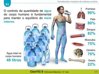 Constituição e funções do sistema urinário
K1
CienTIC 9 Ciências Naturais - 9.o ano 5/6
Pulmões
90%
Pele
80%
Sangue
82%
Músculos
75%
Cérebro
70%
Ossos
22%
Água total no
corpo humano
48 litros
O controlo da quantidade de água
do corpo humano é fundamental
para manter o equilíbrio do meio
interno.
 