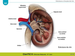 Estrutura e função do rim
K2
CienTIC 9 Ciências Naturais - 9.o ano 3/16
Cápsula renal
Zona cortical
ou córtex
Zona medular
ou medula
Bacinete
Uréter
Artéria renal
Veia renal
Glândula
suprarrenal
Estrutura do rim
 