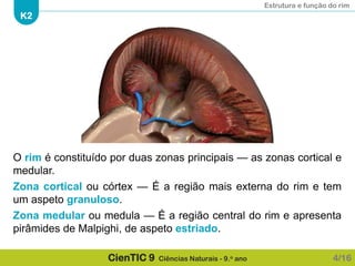 Estrutura e função do rim
K2
CienTIC 9 Ciências Naturais - 9.o ano
O rim é constituído por duas zonas principais — as zonas cortical e
medular.
Zona cortical ou córtex — É a região mais externa do rim e tem
um aspeto granuloso.
Zona medular ou medula — É a região central do rim e apresenta
pirâmides de Malpighi, de aspeto estriado.
4/16
 