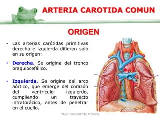ARTERIA CAROTIDA COMUN
• Las arterias carótidas primitivas
derecha e izquierda difieren sólo
en su origen:
• Derecha. Se origina del tronco
braquiocefálico.
• Izquierda. Se origina del arco
aórtico, que emerge del corazón
del ventrículo izquierdo,
cumpliendo un trayecto
intratorácico, antes de penetrar
en el cuello.
ORIGEN
DAVID SUMERENTE TORRES
 