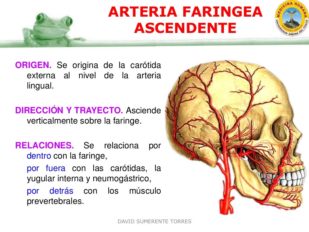 Irrigación del Cuello y Cabeza