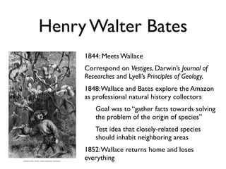 Henry Walter Bates
     1844: Meets Wallace
     Correspond on Vestiges, Darwin’s Journal of
     Researches and Lyell’s Principles of Geology.
     1848: Wallace and Bates explore the Amazon
     as professional natural history collectors
         Goal was to “gather facts towards solving
         the problem of the origin of species”
         Test idea that closely-related species
         should inhabit neighboring areas
     1852: Wallace returns home and loses
     everything
 